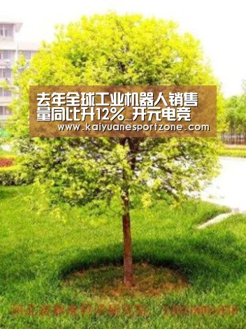开元赛事